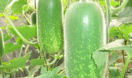 今日吃瓜每日必吃 52爆料吃瓜网,52爆料吃瓜网今日热点大汇总